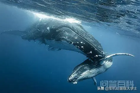 鲸的种类有很多种,有多少种呢?-图片4