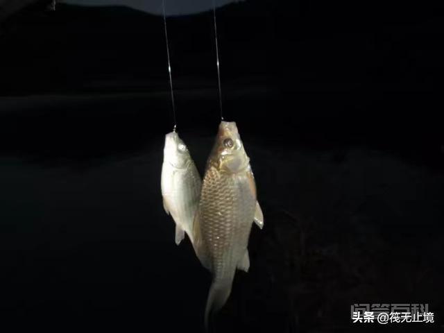 夜钓碰上大鱼将鱼竿拉走如何处理?-图片3