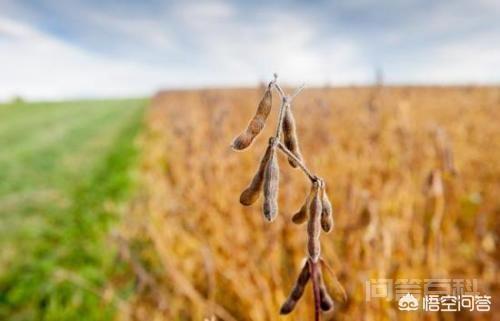 国内的大豆产区在哪里,种植的都是本国品种吗?-图片6
