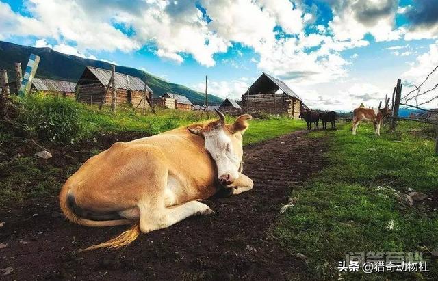 牛、马、骆驼等生物,都是站立睡觉的吗?有什么特点?-图片1