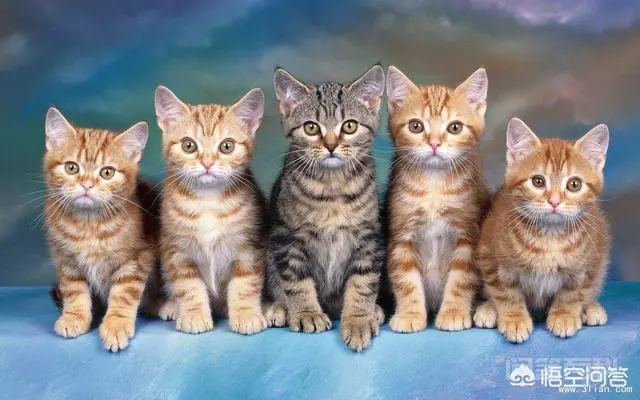 小猫咪离开了妈妈是否会伤心?-图片2