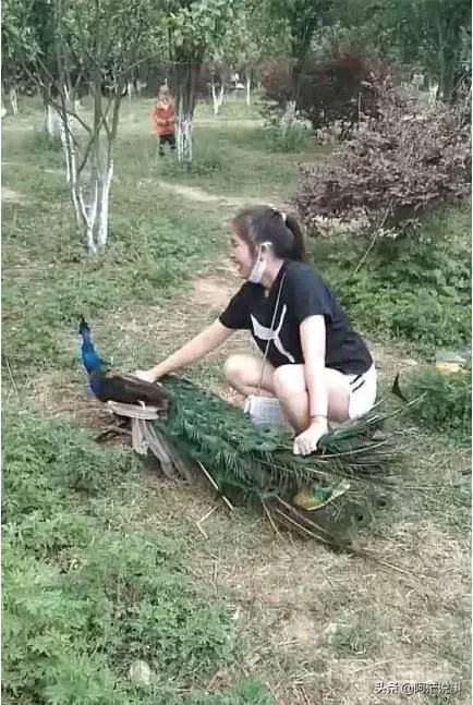 女子强抱孔雀拍照,还拔羽毛给孩子玩,孔雀惨叫连连,你有何看法?-图片4