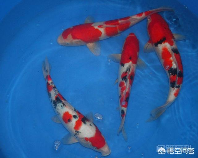 锦鲤鱼苗咋培养?-图片2
