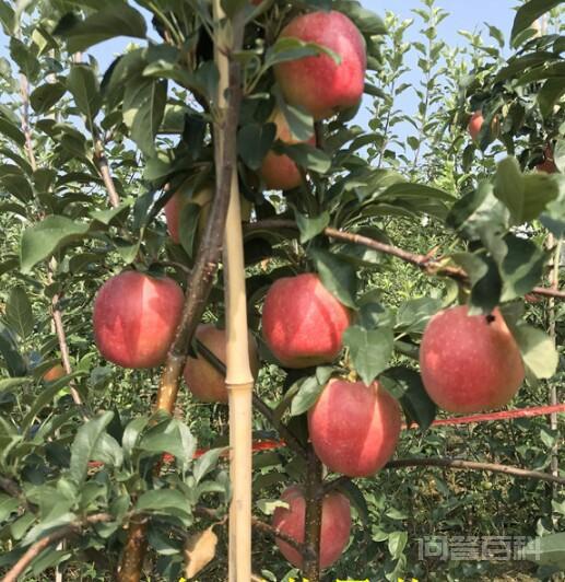 秦阳苹果和鲁丽苹果哪个好?-图片4