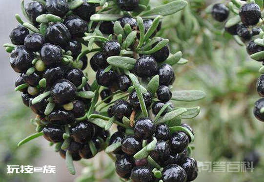 正宗野生黑枸杞多少钱一斤-图片2