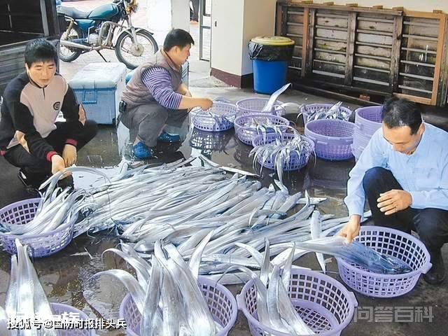 台湾石斑鱼检出新冠病毒,大陆封禁,台大喊“政治打压”,回旋镖打脸太快-图片1
