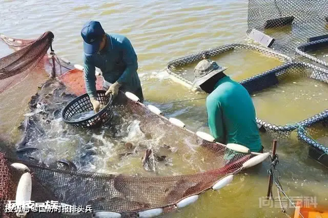 台湾石斑鱼检出新冠病毒,大陆封禁,台大喊“政治打压”,回旋镖打脸太快-图片3