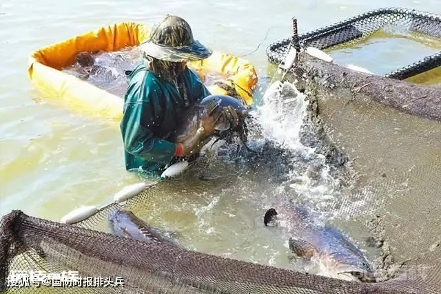 台湾石斑鱼检出新冠病毒,大陆封禁,台大喊“政治打压”,回旋镖打脸太快-图片4