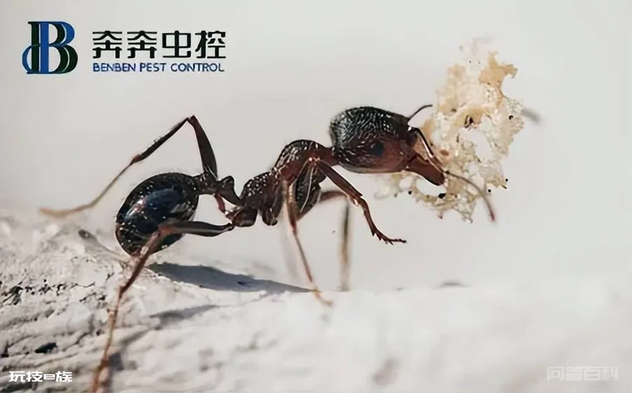 蚂蚁的生活习性及危害