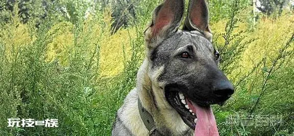 被遗忘的中国本土神犬、一只来自北方的狼, 中华狼青!-图片1