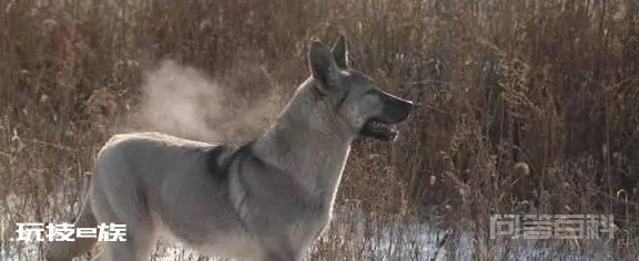被遗忘的中国本土神犬、一只来自北方的狼, 中华狼青!-图片3