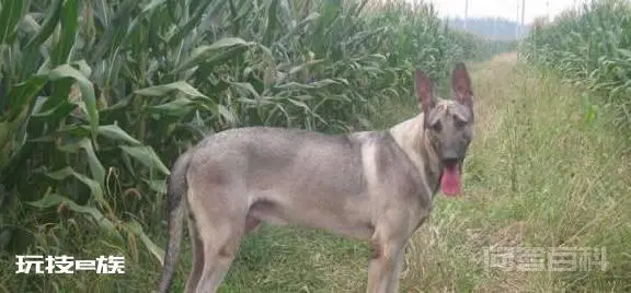 被遗忘的中国本土神犬、一只来自北方的狼, 中华狼青!-图片4