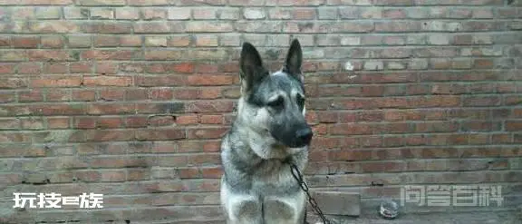 被遗忘的中国本土神犬、一只来自北方的狼, 中华狼青!-图片5