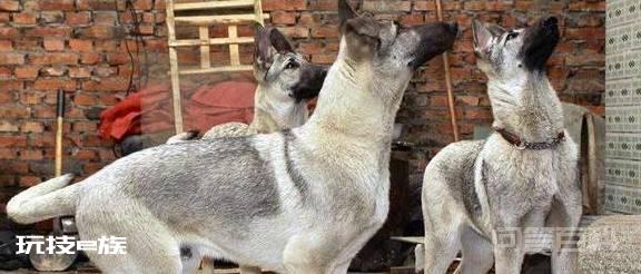 被遗忘的中国本土神犬、一只来自北方的狼, 中华狼青!-图片6