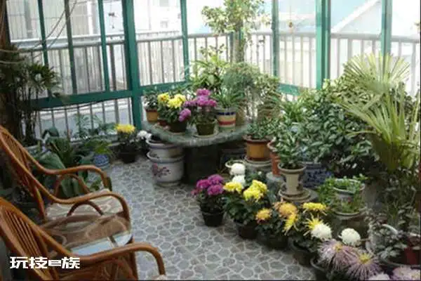 属猴阳台种什么植物好