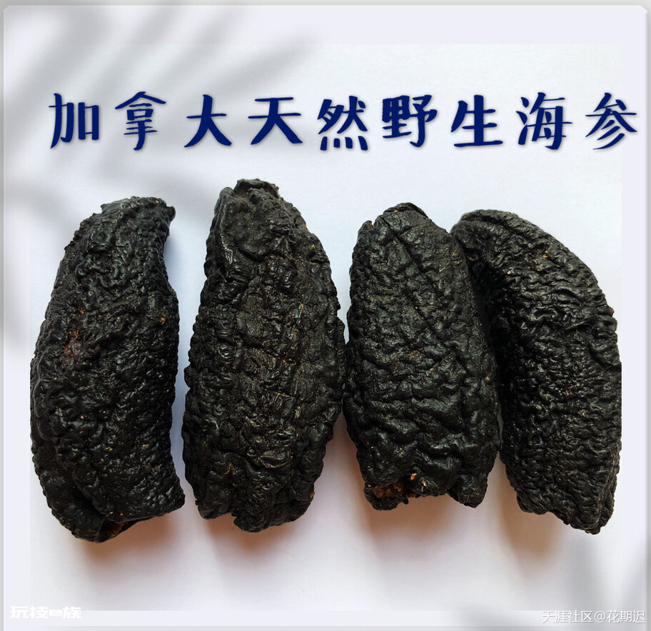 被低估的加拿大海参，来自北大西洋的珍贵食材-图片2