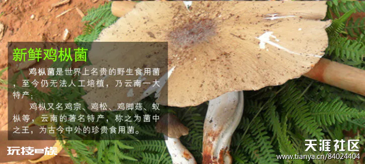 东南亚风情之云南野生菌鸡枞菌篇-图片1