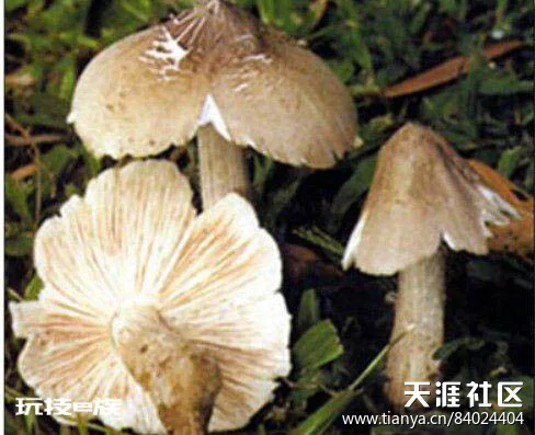 东南亚风情之云南野生菌鸡枞菌篇-图片2