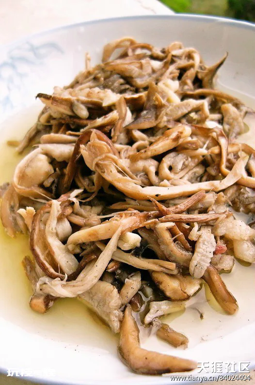 东南亚风情之云南野生菌鸡枞菌篇-图片4