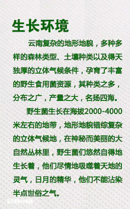 东南亚风情之云南野生菌鸡枞菌篇-图片8