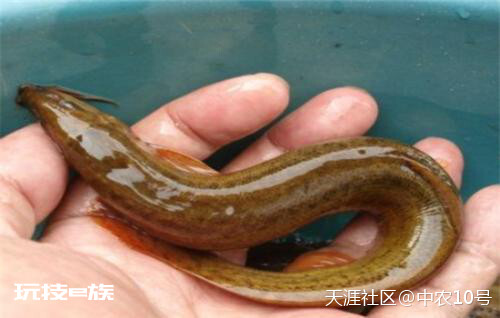 湖北兴运农业科技有限公司–防泥鳅池塘渗漏的处理方法