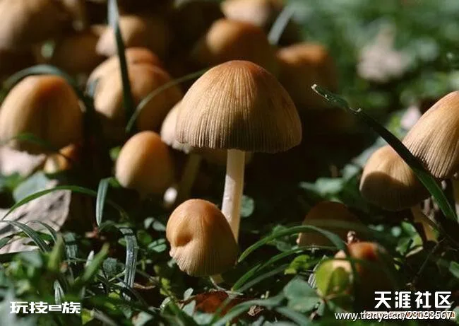 采松蘑(羊虹散文集)