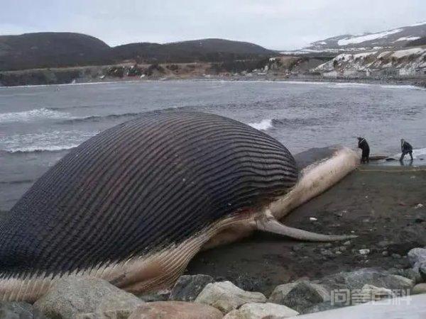 鲸鱼死后为什么会自爆?
