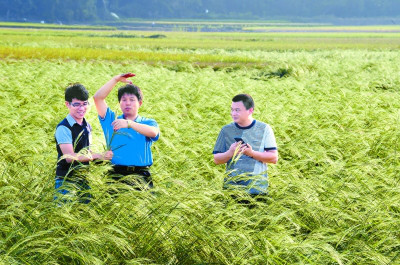 袁隆平种出了“海水稻” 计划3年内亩产突破200公斤-图片2