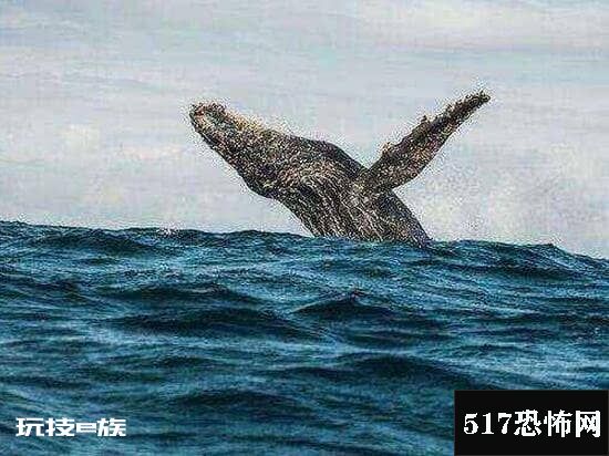 巨型海怪杀死50吨鲸鱼,超恐怖海怪/疑似长60米的大王乌贼-图片1