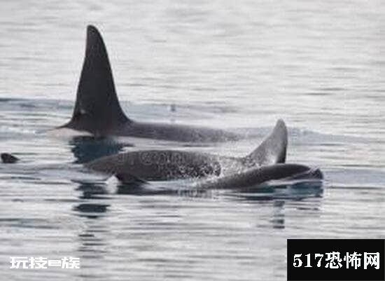 巨型海怪杀死50吨鲸鱼,超恐怖海怪/疑似长60米的大王乌贼-图片2
