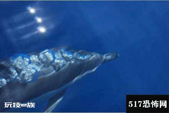 巨型海怪杀死50吨鲸鱼,超恐怖海怪/疑似长60米的大王乌贼-图片3