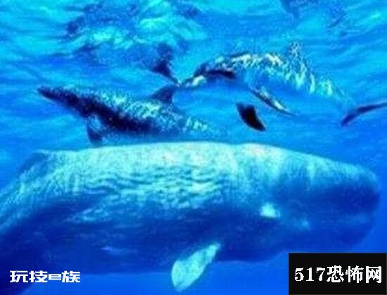 巨型海怪杀死50吨鲸鱼,超恐怖海怪/疑似长60米的大王乌贼-图片4