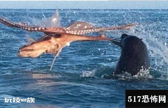 巨型海怪杀死50吨鲸鱼,超恐怖海怪/疑似长60米的大王乌贼-图片5