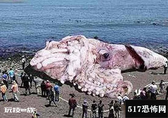 巨型海怪杀死50吨鲸鱼,超恐怖海怪/疑似长60米的大王乌贼-图片6