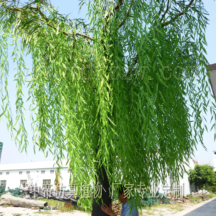 100种树木名称 树的名称大全?-图片2