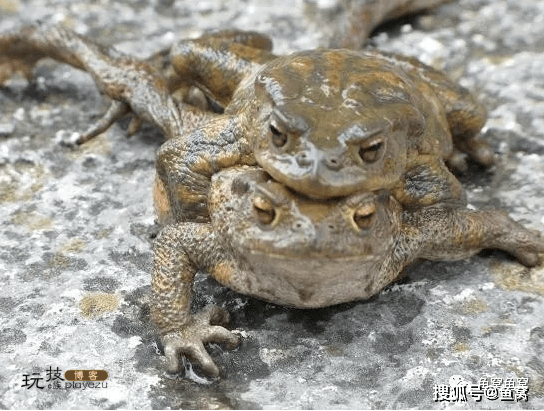 得知金蟾抱鲤真相让人触目惊心-图片3