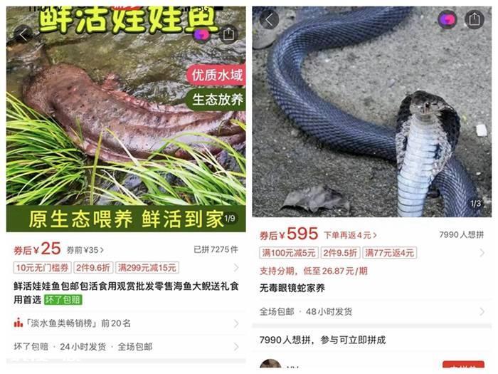 网红烧烤大白鲨背后:多少电商平台在违规卖“野味”?-图片2