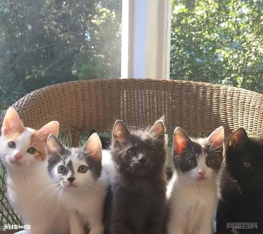 猫咪那些事,小猫咪何时开始更换乳牙-图片1