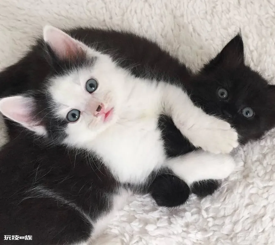 猫咪那些事,小猫咪何时开始更换乳牙-图片3
