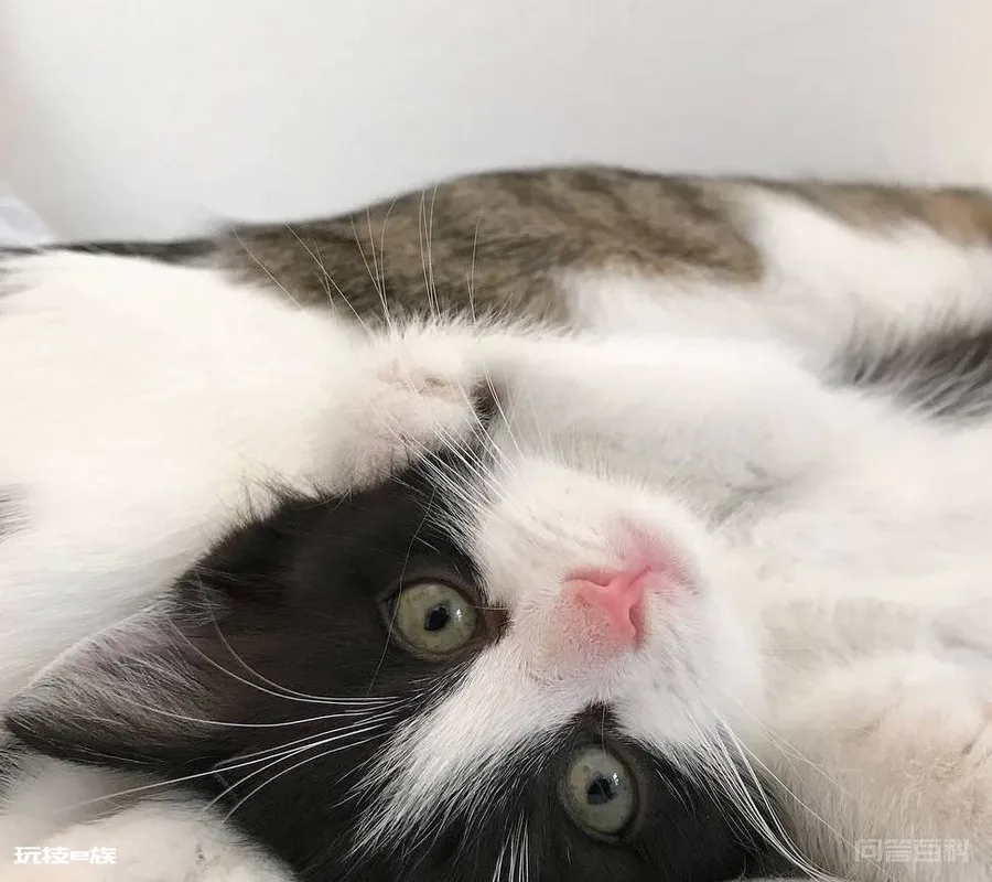 猫咪那些事,小猫咪何时开始更换乳牙-图片5