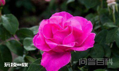 进入本月份好运不断,4属相喜事连连,如鱼得水,财源滚滚-图片1