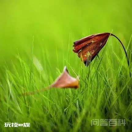 凉风有信,一叶知秋-图片1