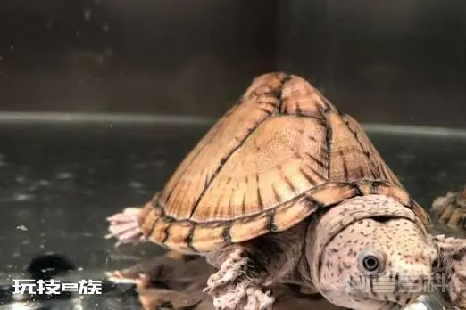剃刀龟的饲养,没想象的那么难-图片2