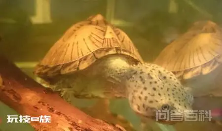 剃刀龟的饲养,没想象的那么难-图片4