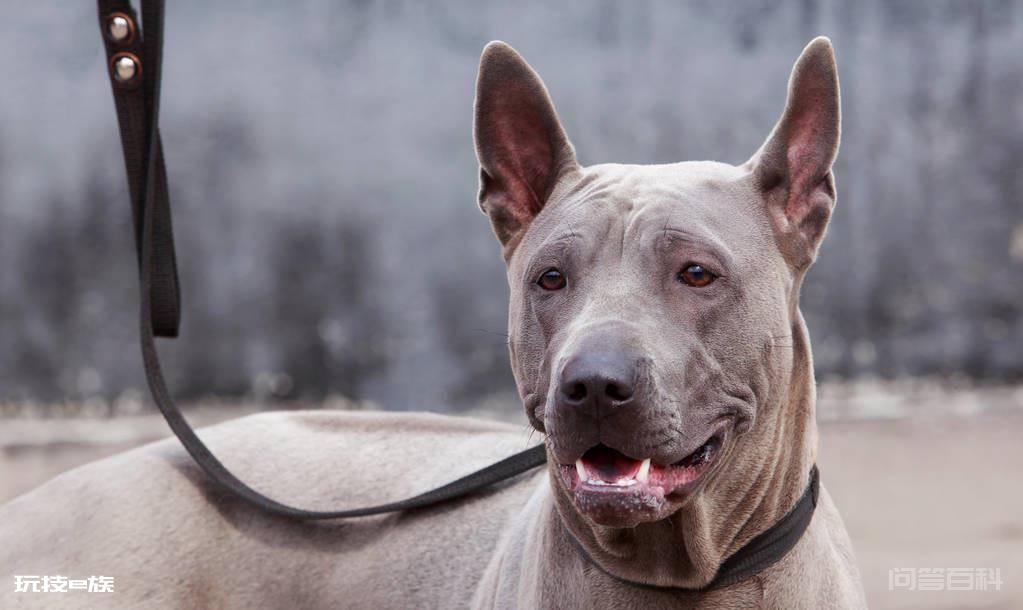 走进古老而神秘的犬种-泰皇脊背犬-图片1