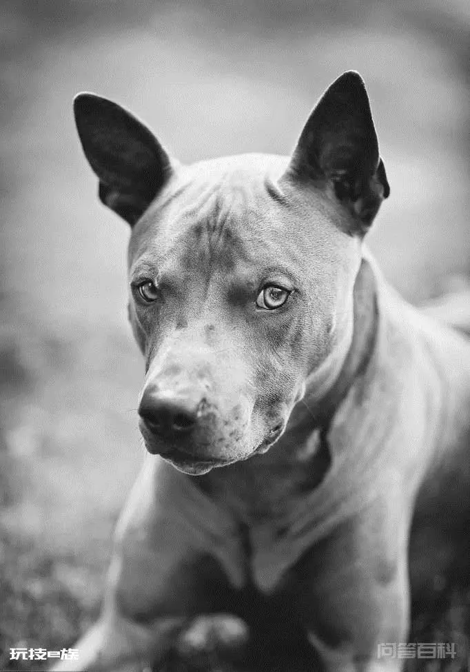 走进古老而神秘的犬种-泰皇脊背犬-图片2