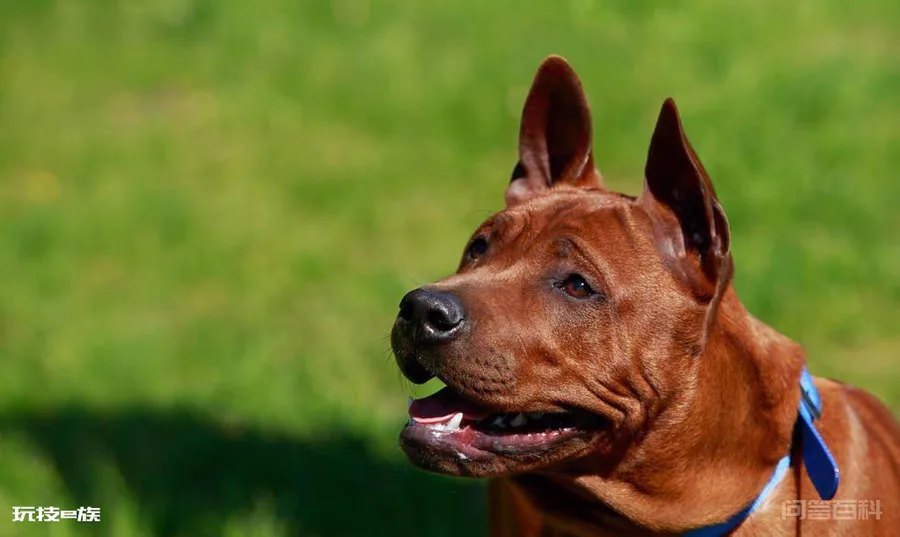 走进古老而神秘的犬种-泰皇脊背犬-图片5
