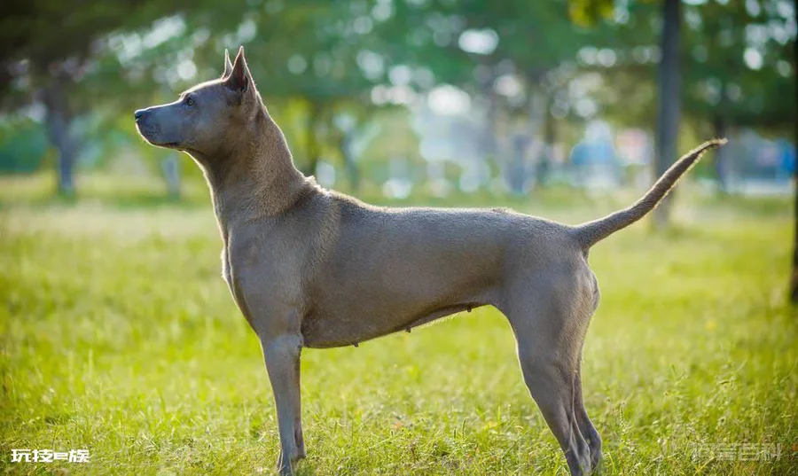走进古老而神秘的犬种-泰皇脊背犬-图片4