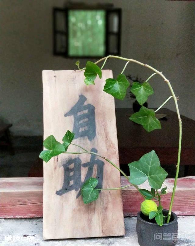 洛阳白马寺止语茶舍,佛国幽静之地,一草一木一叶一花一世界-图片2