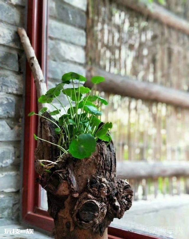 洛阳白马寺止语茶舍,佛国幽静之地,一草一木一叶一花一世界-图片8